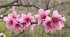 小C菜花采集到花（桃花）