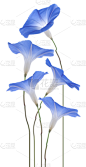 牵牛花,垂直画幅,无人,蓝色,白色背景,组物体,背景分离,特写,影棚拍摄,一年生植物
