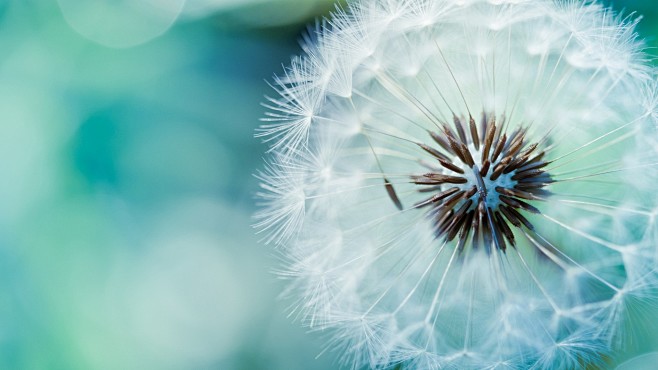 #dandelions, #flower...