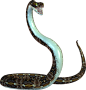 蛇 免扣png透明元素 (6)