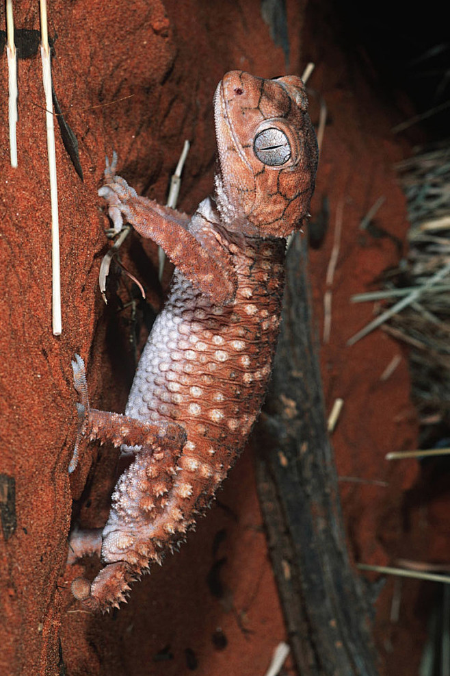 蜥蜴目壁虎科壁虎属大壁虎