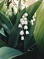 White gentle bellflowers by Dorothy on 500px