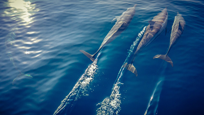 Photograph Dolphins ...