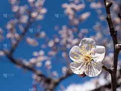 白色的梅花