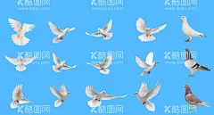 鸽子  - 源文件下载【酷图网】鸽子,鸽子素材,鸽子图案,鸽子图片,鸽子图标,鸽子背景,鸽子元素,信鸽,信鸽素材,信鸽图案,手绘鸽子,鸽子剪影,鸽子剪纸,分层鸽子,鸟,鸟素材,鸟图片,乳鸽,飞鸽