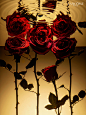 beauty bloombloomfleur floral flower Flowers Photography  rose Roses stuffstudio water