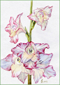 first gladiolus this summer by *kosharik69 on deviantART