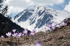 Tatry, Zakopane, Dolina山中的番红花Chochołowska