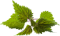 nettle_PNG10