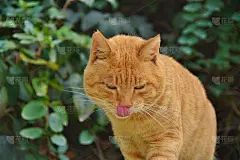 猫家庭