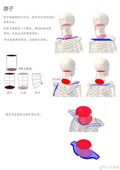 ★星☆星★采集到人体比例