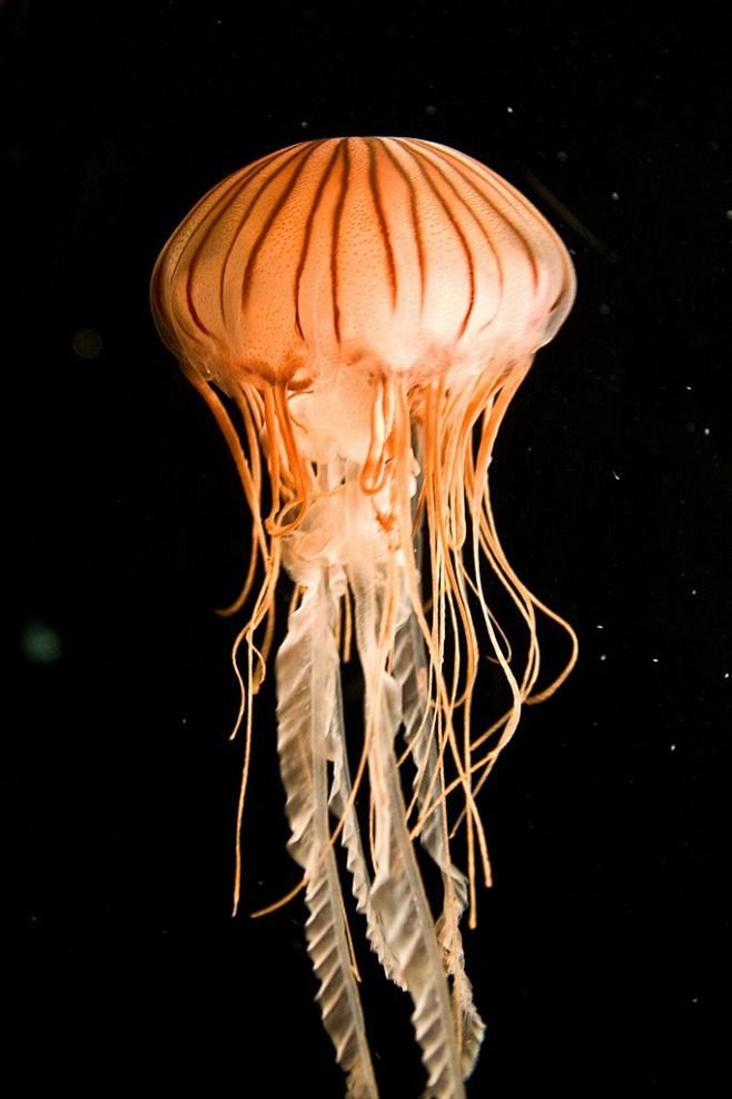 jellyfish