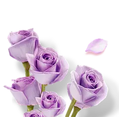春季鲜花紫色玫瑰花免抠_PNG：