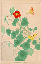 Chigusa Soun Flowers of Japan Woodblock Prints 1900