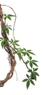 kisspng-vine-liana-tropical-rainforest-stock-photography-j-5add3f79410314