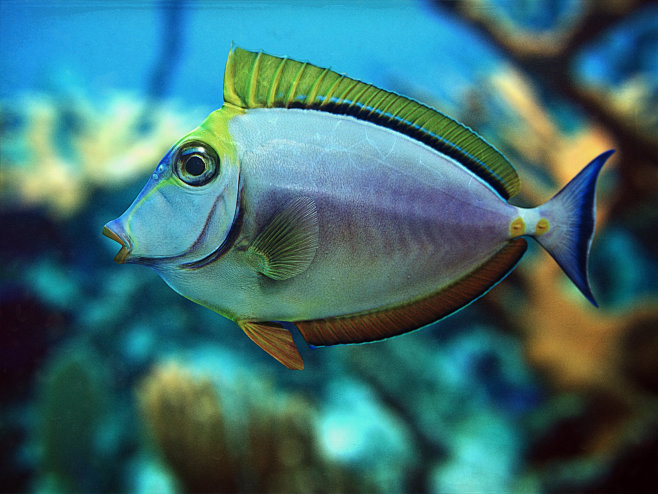 Fish