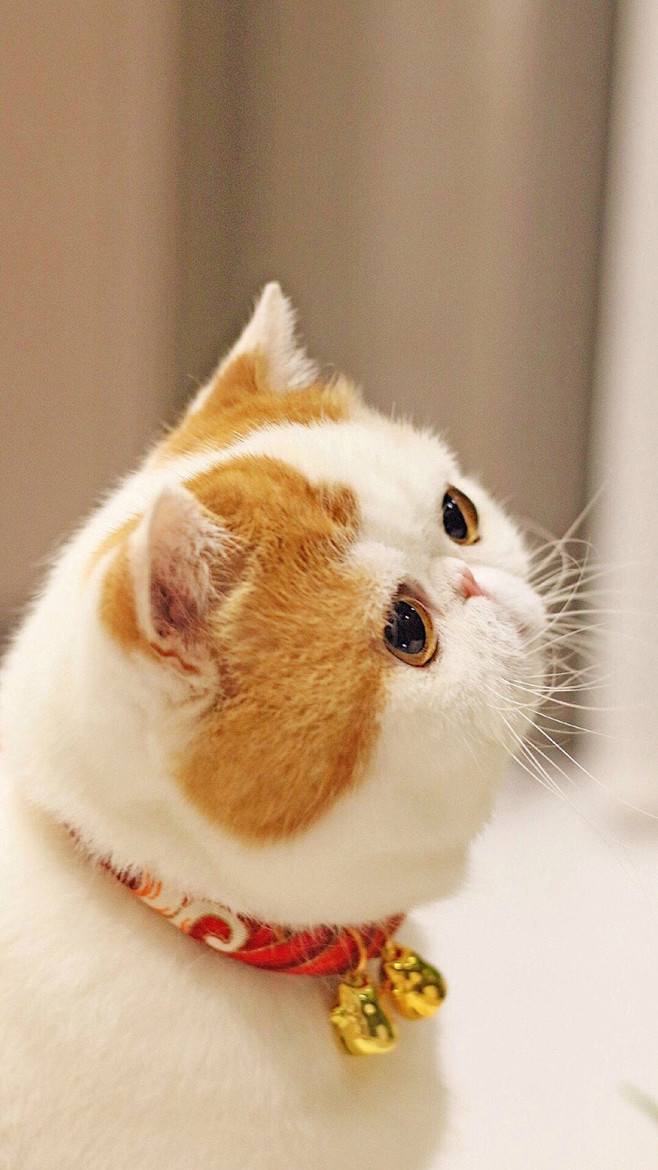 可爱的小动物胖猫咪高清iPhone手机壁...