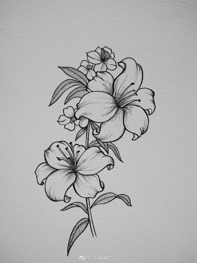 一组线描花束~ （作者： 会画画的云 ）