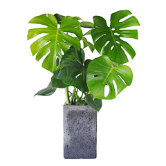 人需士心采集到植物