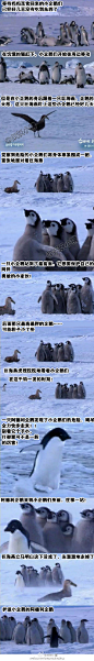 纪录片里截的，帝企鹅宝宝们遇到危险的时候