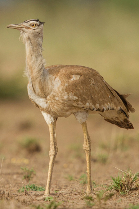 鸨形目鸨科鹭鸨属阿拉伯鸨