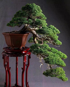丿Meditation采集到自然场景 草木 山石