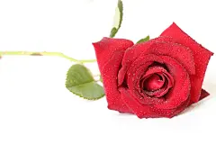 爱情，情人节背景，女生节背景，鲜花，七夕节背景，情侣，love，爱情，红色玫瑰花，玫瑰花，花朵，妇女节背景，鲜花，818A4694 – 饿狐背景网站-微距高清设计素材免费图片下载海报壁纸摄影背景素材，背景图，背景墙，背景板，背景图片，背景纹理，背景板设计，背景材质，背景大图