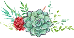 手绘水彩多肉植物仙人掌花卉园艺店装饰LOGO免扣PNG图案元素合