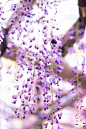 紫藤花盛开