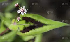 花和叶的Persicaria microcephalala '紫色芬达