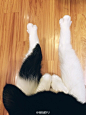 云养猫是什么样的体验？ - 知乎