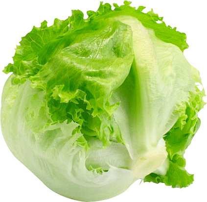圆生菜
