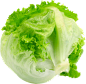 圆生菜
