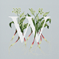 AN EDIBLE A–Z OF FLOWERS--英国插画师Charlotte Day