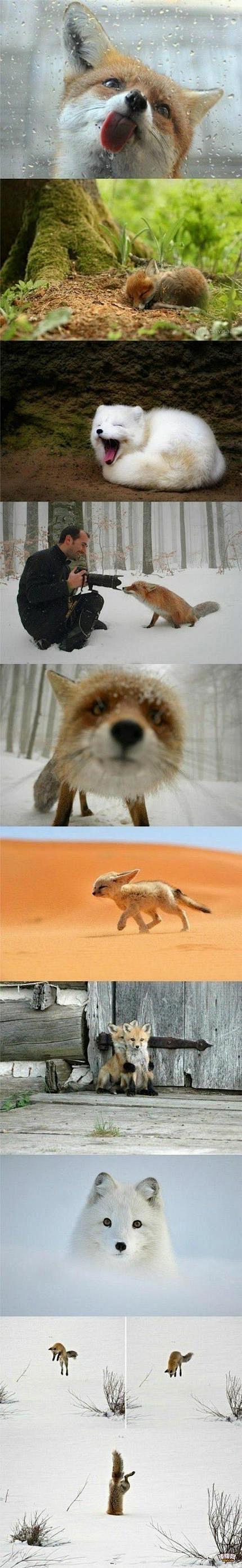 狐狸是一种比较二又喜欢卖萌的动物