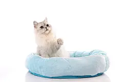 点击来源直接获取大图文件 |A chinchilla persian cat relaxing in a cat bed.