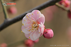 小花xiaohua采集到红梅