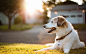 General 2560x1600 animals dog grass sunlight bokeh