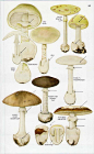 《蘑菇图谱》。