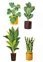 插图画法,园艺,扁平化设计,盆栽植物,绘画插图图片ID:VCG211180819558
