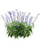 Salvia Guarantica开满紫色花朵的燕雀草深蓝鼠尾草3D模型（OBJ,FBX,MAX） 