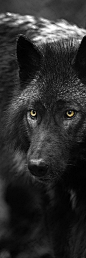 Dark Wolf