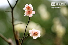 墨迹时景么么哒采集到花