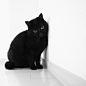 黑猫 ​​​​