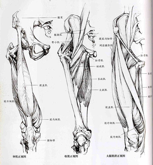 [转载]艺用人体解剖