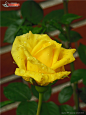 黄色玫瑰图片素材