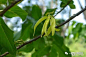 依兰 Cananga odorata 
番荔枝科 依兰属