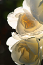 White roses: 