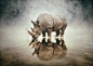 Animal Reflections. : Digital art 100% Photoshop / Composite.Done with only stock images.All images were bought with royalty free rights.