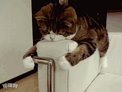 小圆肚子采集到GIF